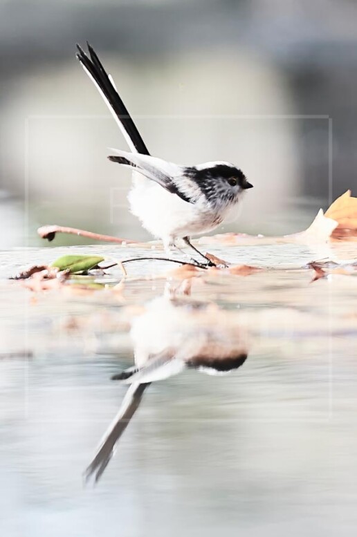 Mito (Aegithalos caudatus)