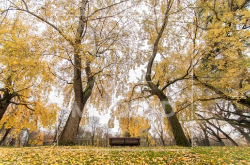 El Estanque de las Campanillas