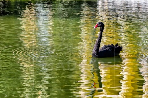 Luna la cisne negra del Palacio de Cristal