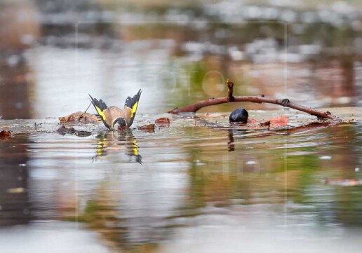 El baño del jilguero