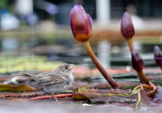 El gorrión y el nenúfar