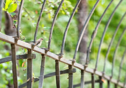 El papamoscas del Botánico
