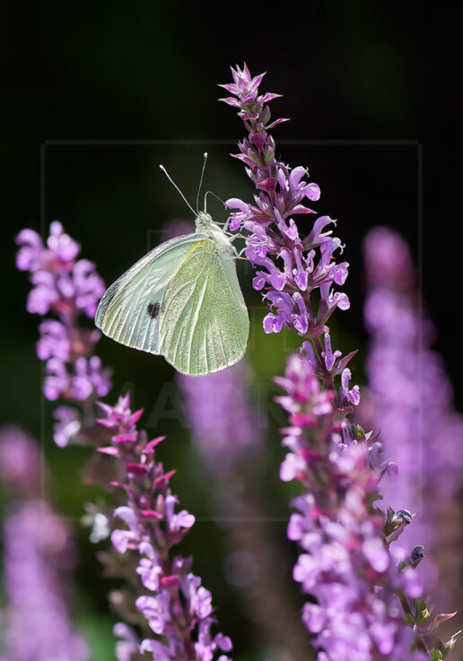 Mariposa de la col