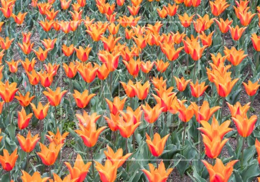 Tulipanes